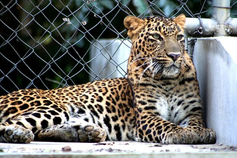 Kanpur Zoo Uttar Pradesh