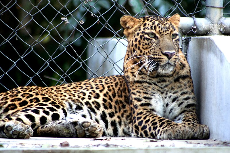 Kanpur Zoo Uttar Pradesh