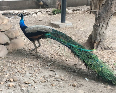 Manda Zoo Park Jammu and Kashmir