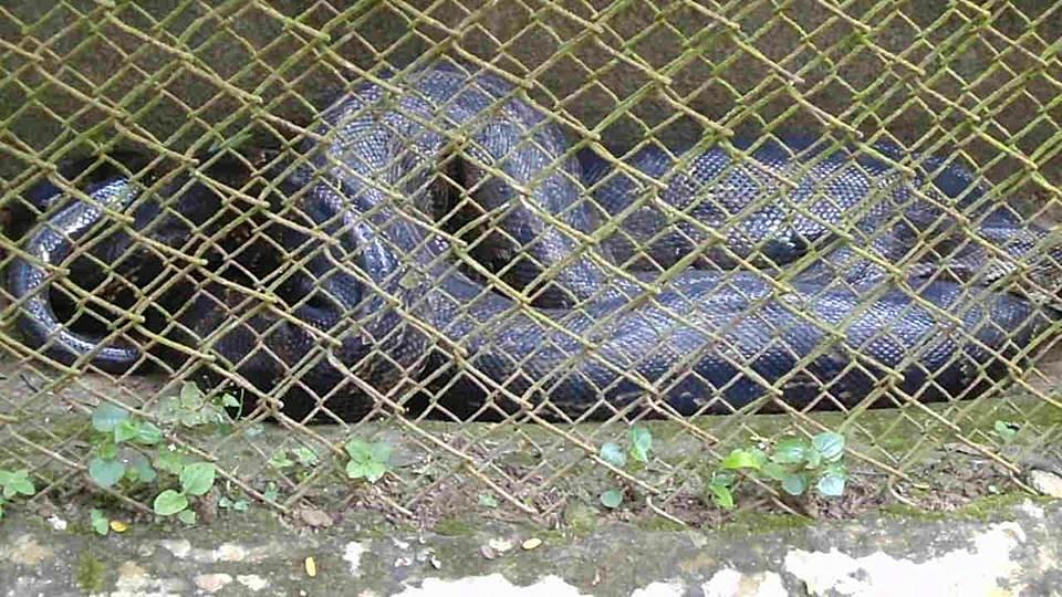 Sepahijala Wild Life Tripura