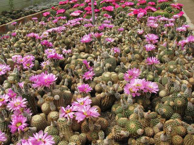 Pine View Nursery Kalimpong West Bengal