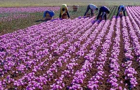 Saffron Town Of Kashmir Pampore Jammu & Kashmir