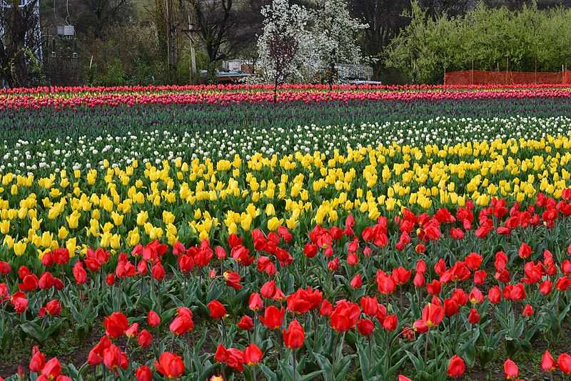 Tulip Garden Srinagar Jammu and Kashmir