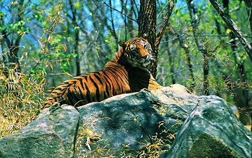 Wayanad Wildlife Sanctuary Sultan Bathery Kerala