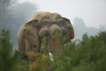 Wildlife SOS Churmura Uttar Pradesh