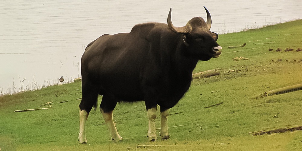 Kabini Wildlife Sanctuary Karapura Karnataka