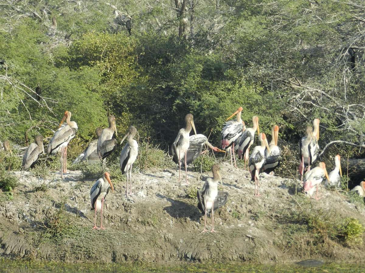 Keoladeo National Park Bharatpur Rajasthan