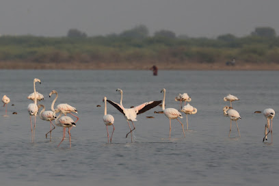 Little Rann of Kutch Gujarat