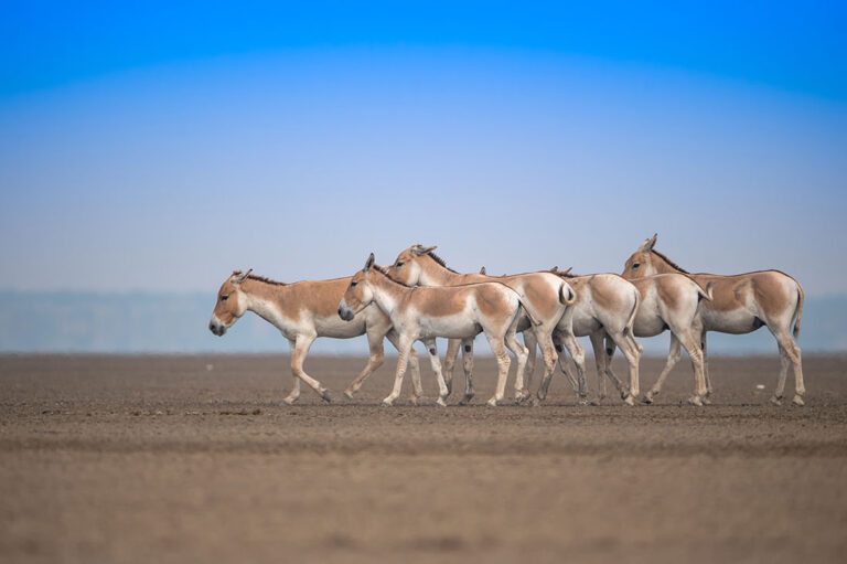 Wild Ass Sanctuary Jogad Gujarat